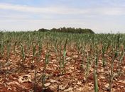 Inmet prevê chuvas abaixo da média no verão em grande parte do Nordeste