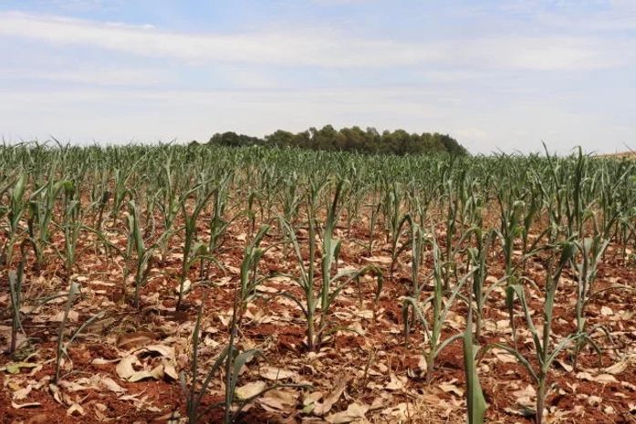 Inmet prevê chuvas abaixo da média no verão em grande parte do Nordeste