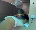 Pinguim resgatado em Alagoas é transferido para aquário na Paraíba