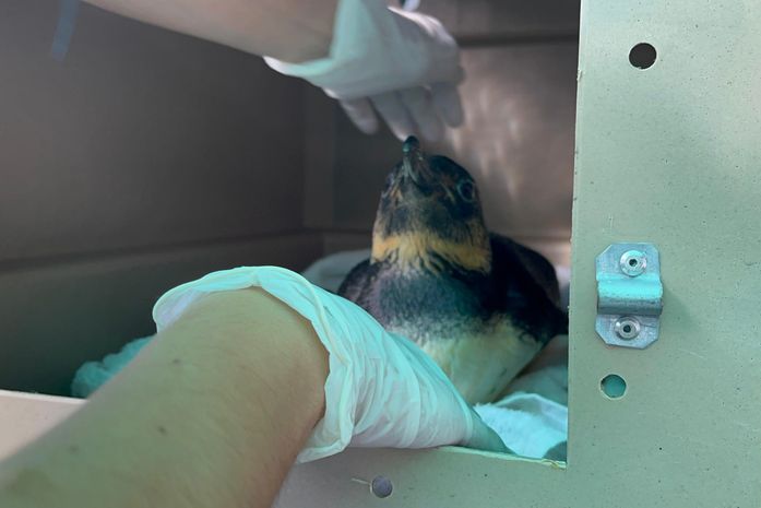 Pinguim resgatado em Alagoas é transferido para aquário na Paraíba