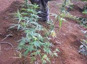 Pés de maconha