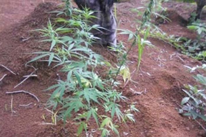 Pés de maconha