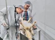 Equipe de veterinário em fase experimental do projeto que teve início na semana passada