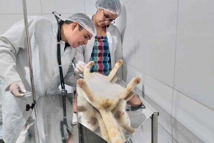 Equipe de veterinário em fase experimental do projeto que teve início na semana passada