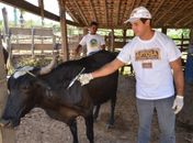 Mutirão de vacinação contra a febre aftosa ocorreu em São Miguel dos Campos