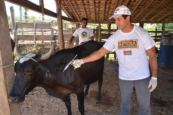 Mutirão de vacinação contra a febre aftosa ocorreu em São Miguel dos Campos