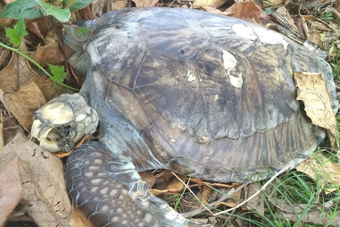 Tartaruga marinha é encontrada morta