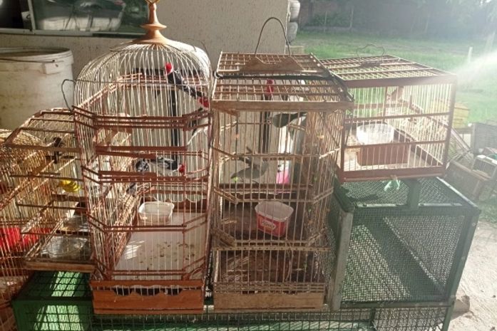 Pássaros resgatados durante a operação