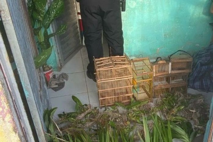 PF deflagra combate comércio ilegal de flora nativa em Alagoas