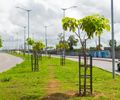 Braskem planta mais de 1.800 árvores em Maceió; plantio acontece em avenidas, praças e conjuntos habitacionais 