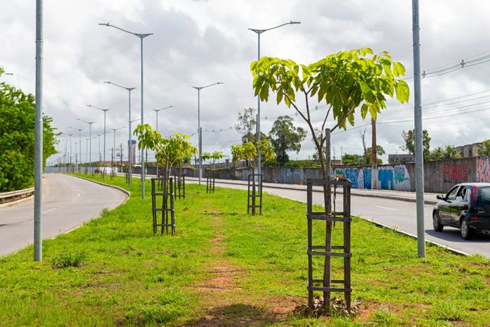 Braskem planta mais de 1.800 árvores em Maceió; plantio acontece em avenidas, praças e conjuntos habitacionais 