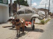Maus-tratos: carroceiro é preso por fazer égua carregar carcaça de automóvel de 300 kg 