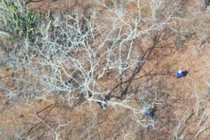 Primeira usina eólica de Alagoas ameaçada por falha em licenciamento, alerta Plano Nordeste Potência