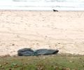Corpo de homem é encontrado por populares na Praia da Avenida, em Maceió

