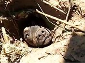 Cão enterrado vivo é salvo após cadela chamar ajuda em SC; veja vídeo