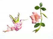 O beija-flor feito de flores da artista botânica,Olga Bastos fez tanto sucesso nas redes sociais que ganhou exposição no IMA. 