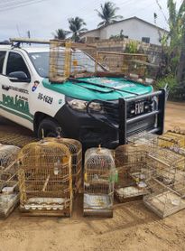 Operação Onda Verde apreende 62 aves e arma de fogo durante fiscalizações em Alagoas