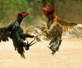 O frango de granja e o galo de terreiro
