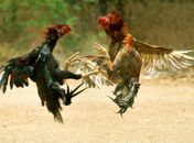 O frango de granja e o galo de terreiro