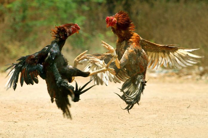 O frango de granja e o galo de terreiro