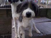 Animais são resgatados pela fundadora Meyre Vãnia