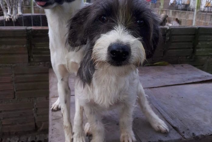 Animais são resgatados pela fundadora Meyre Vãnia