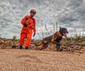 Cão farejador do Corpo de Bombeiros auxilia buscas por homem desaparecido após fortes chuvas em Piranhas
