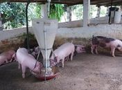 Doença viral acomete somente porcos e javalis e não é transmissível a humanos.