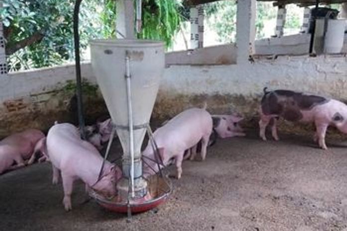 Doença viral acomete somente porcos e javalis e não é transmissível a humanos.