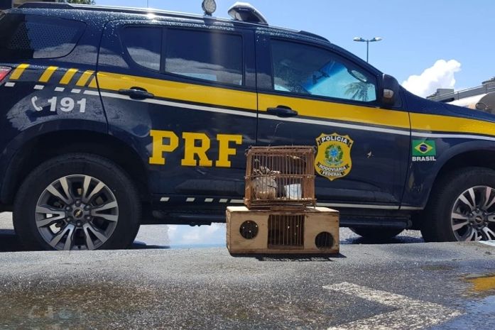 Caça e venda de animais silvestres