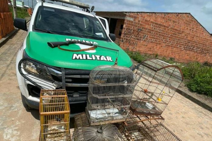 Operação do Batalhão Ambiental apreende armas de caça e resgata aves silvestres em Rio Largo