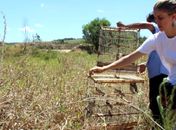 Animais silvestres apreendidos em fiscalizações são soltos na natureza