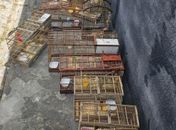 Operação do BPA flagra cativeiro ilegal com 12 aves silvestres em Viçosa