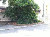 

Moradores de Mangabeiras denunciam área verde utilizada como “banheiro público”