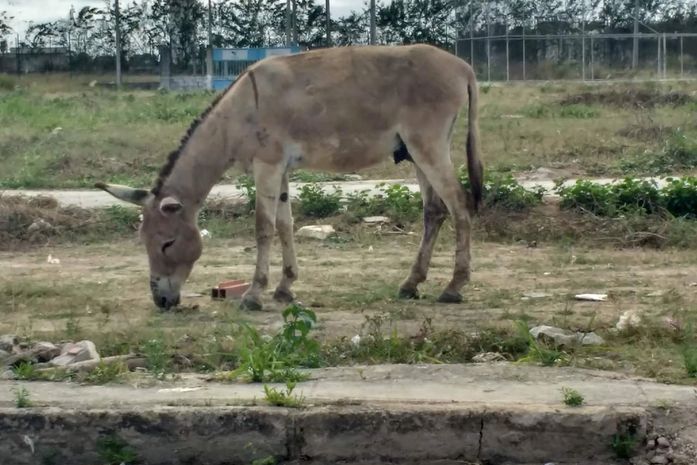 Cavalo na AL 104