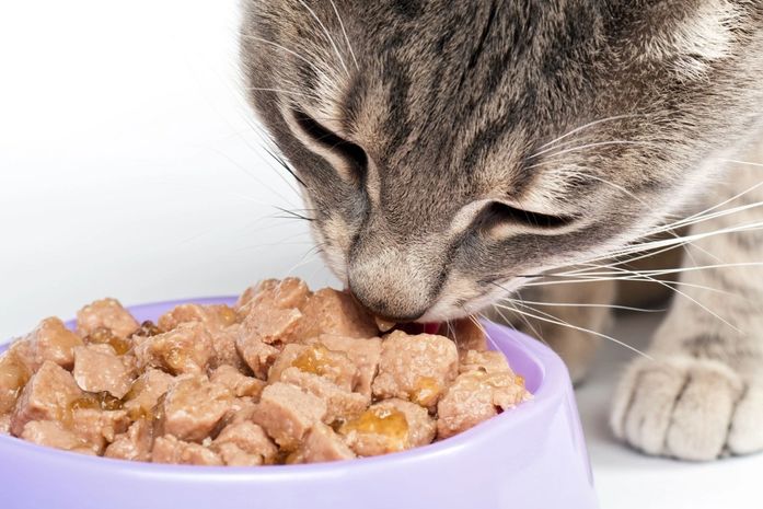 Os gatos podem comer frango? O que acontece com a sua saúde?