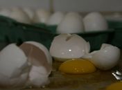 Produção de ovos de galinha bate novo recorde no país, diz IBGE