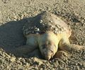 Três tartarugas marinhas são encontradas mortas na praia de Paripueira
