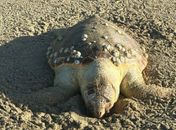 Três tartarugas marinhas são encontradas mortas na praia de Paripueira