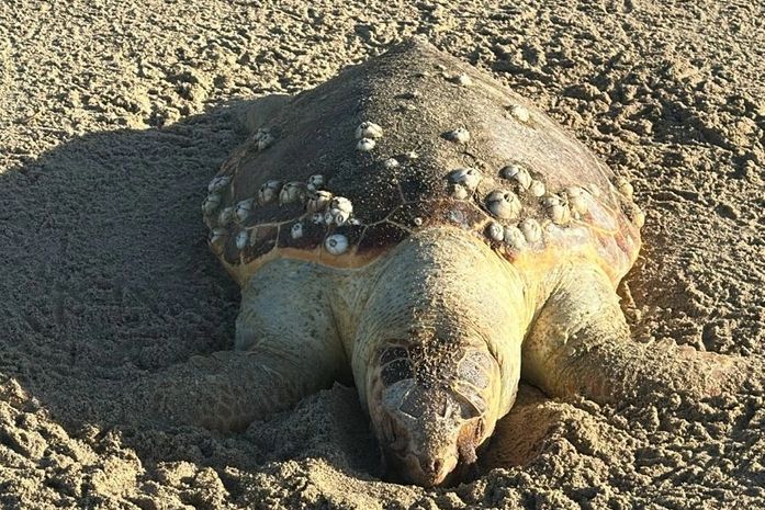 Três tartarugas marinhas são encontradas mortas na praia de Paripueira