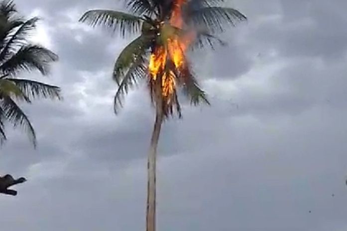 Coqueiro é atingido por raio e pega fogo em Arapiraca