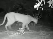 Onça-parda é registrada no Sertão de Alagoas após mais de 25 anos sem avistamentos