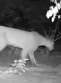 Onça-parda é registrada no Sertão de Alagoas após mais de 25 anos sem avistamentos