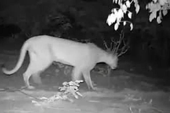 Onça-parda é registrada no Sertão de Alagoas após mais de 25 anos sem avistamentos