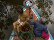 Natura lança startup de bioingredientes para conectar suas cadeias sustentáveis na Amazônia ao mercado global