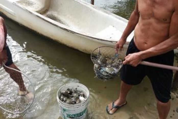 Vereadores querem encaminhar ao MPE e MPF pedido de investigações para apurar mortandade de peixes em Marechal Deodoro