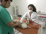 Braskem e Ufal vão desenvolver programa de cuidado de animais nos bairros de Maceió