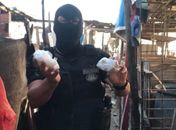 Polícia encontra crack e cocaína escondidas em pocilga.