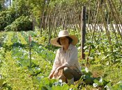 Chuvas em 2018 supera média histórica e beneficia agricultura no Agreste