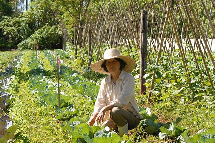 Chuvas em 2018 supera média histórica e beneficia agricultura no Agreste